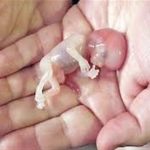 شفافسازی نرخ ارز و قیمتها دسترسی بیماران به دارو را بهبود میبخشد